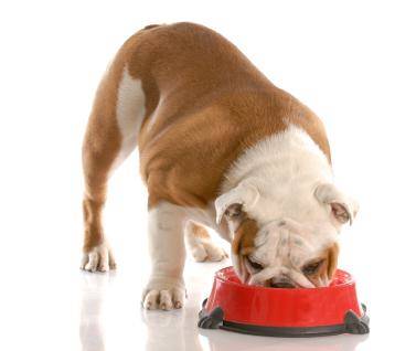 Köpek beslemesi nasıl yapılır