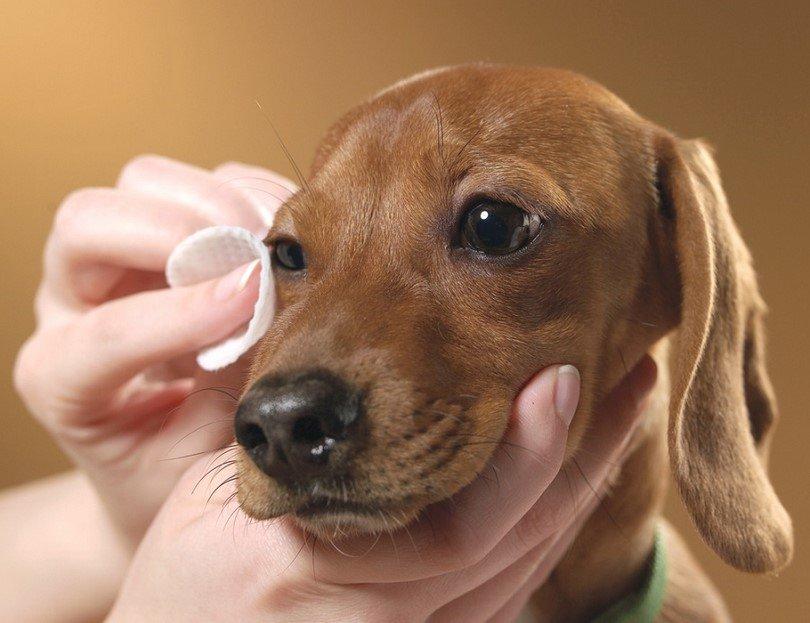 Köpeklerde-Göz-Temizliği-Nasıl-Yapılır