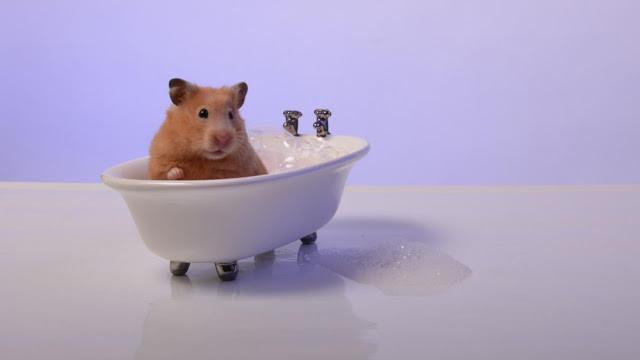 hamster-temizlik-banyo
