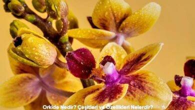 Orkide Nedir Cesitleri ve Ozellikleri Nelerdir6